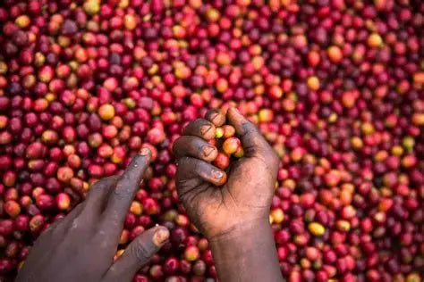 Burundi Incuti